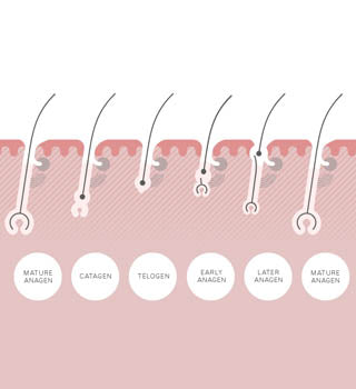 drawing of hair follicles and hair regrowth